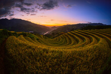 Rice Fields On Terraced With Wooden Pavilion At Sunset In Mu Cang Chai, YenBai, Vietnam.