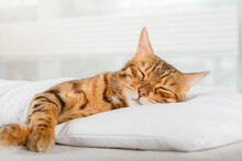 Bengal Domestic Cat Sleeps On A Pillow.