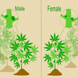 Cannabis leaf identifying of male and female, Natural hemp product, using for the purpose of depression, Anxiety, smoking addiction, Insomnia.Concept of health care and medical.
