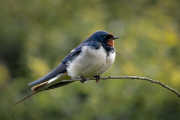 Wall Mural - A swallow, Hirundo rustica, is perched on a branch. It is taken with an out of focus natural background.