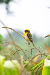 Poster - A beautiful baya weaver bird sitting on a green grass