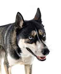 Wall Mural - siberian husky in studio