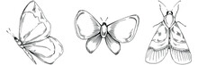 Sketch Insects Butterfly Drawing Illustration. Wild Nature Engraved Style Illustration. Detailed Animals Product Sketch. The Best For Design Logo, Menu, Label, Icon, Stamp.