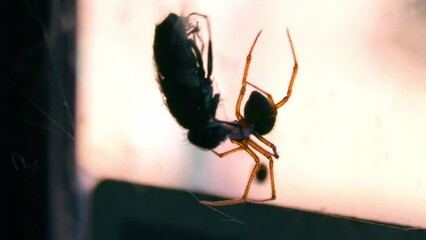 Spider Creeps On The Web With Prey. Selective Focus Shot