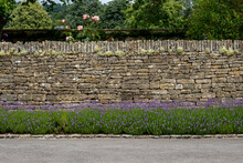 Lavender Hedge Against An Old Stone Wall At Bourton House Gardens, Morton In Marsh. Market Town In The Cotswolds,  Gloucestershire, England, Uk