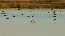 A Slow Motion Shot Of A Royal Spoonbill Wading And Feeding At Kooragang Wetland Of Nsw, Australia