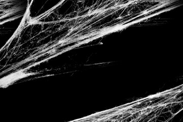 Wall Mural - Spiderwebs isolated on black grunge background. Halloween  party design.  Gothic style