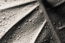 Vintage Style Photo Of Leaf With Drops Of Water Texture