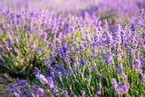 Fototapeta Lawenda - beautiful lavender flowers in the garden, close up shot, lavender spikelet