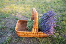 Wicker Wooden Basket With Violet Lavender Flowers On A Green Background, Lavender Field 