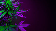 Purple Marijuana Leaves On A Dark Background. Banner With Large Purple Cannabis Leaves And Empty Space For Text. Purple And Green Cannabis Foliage Closeup On A Black Background.