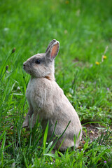 rabbit in grass