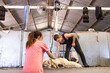 © Austockphoto - wool handler and shearer working in shearing shed