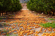 Food waste on orange plantation after harvest
