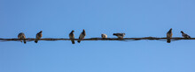 Pigeons On A Wire Against A Blue Sky.