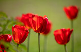 Fototapeta Tulipany - Red tulips in the park.