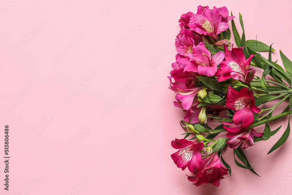 Beautiful alstroemeria flowers on pink background