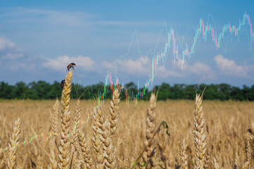 Graph of food price growth against the background of a wheat field. The rise in the price of wheat in the world is associated with the conflict between Russia and Ukraine. Stock chart 