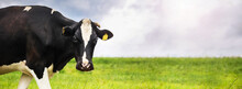 A Black Cow On A Green Meadow Against The Blue Sky, Looks Into The Frame. Copy Space, Banner.