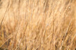 © Austockphoto - Dew sparkling in golden sunlight on long dry grass