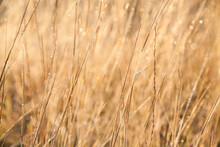 Dew Sparkling In Golden Sunlight On Long Dry Grass