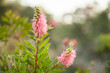 © Austockphoto - Two pink bottlebrush flowers covered in morning dew