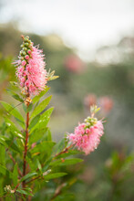 Two Pink Bottlebrush Flowers Covered In Morning Dew