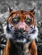 Close-up portrait of a Sumatran tiger
