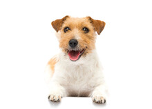 Jack Russell Dog Smiling On White Background