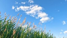 Green Reeds, Grass Field In The Sunny Day Against A Blue Sky With Clouds And A Soft Breeze