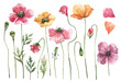 Collection of watercolor poppy flowers. Hand drawn yellow and pink poppy flowers, poppy pods, leaves and petals isolated on white background.