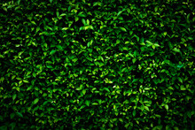 Green Tropical Leaves, Abstract Green Leaf Texture In Garden, Nature Background . Concept Of Nature
