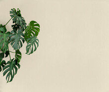 Monstera Leaves With Beige Background With Large Space For Text Or Graphics