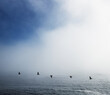 © Michael Marquand - line of Pelicans flying across the water at point lobos state natural reserve, California