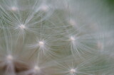 Fototapeta Dmuchawce - A close-up photo of a dandelion. Macrophotographs of flowers.