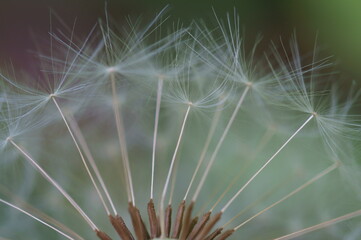 Wall Mural - A close-up photo of a dandelion. Macrophotographs of flowers.