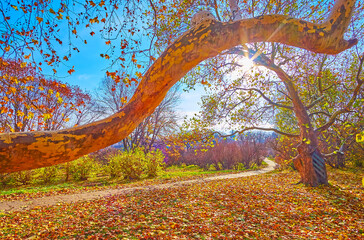 Sticker - The curved branches of old sycamore in autumn park, Kyiv, Ukraine