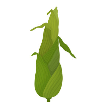 Corn cob green young cartoon. Corn fruit with leaves, unpeeled.