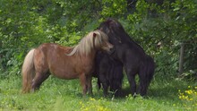 Shetland Poneys Mating Then Another Pony Fought The Stallion. - Wide