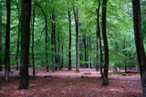 Fototapeta Na ścianę - Walkway in a green spring forest. Veluwe, the Netherlands. Panoramic scenery. Mighty deciduous trees (oak, beech, maple), tree logs, carpet of golden leaves. Nature, seasons, ecology, ecotourism