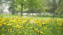 One White Fluffy Seeded Dandelion Grows Among Yellow Flowers In A City Park. Individuality, Black Sheep. Blooming Urban Wild Plants, Spreading Weeds. Blurred Cars Pass In The Distance.