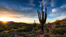 Cactus At Sunset