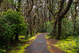 Fototapeta Sawanna - A trail through a forest of moss-covered trees with a mossy forest floor