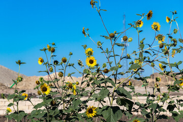 Wall Mural - sunflowers in the middle of new constructions