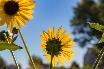 Wall Mural - sunflowers with blue sky background