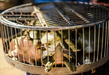 Freshwater Turtles Are Caged And Sold In A Market In Hanoi, Vietnam.
