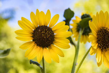 Wall Mural - simple and beautiful are the sunflowers