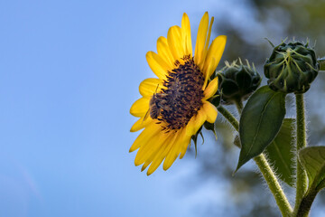 Wall Mural - bee on sunflower during a sunny day