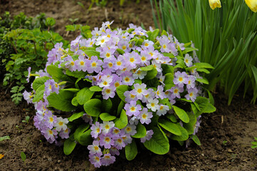 Poster - Blooming primula elatior in the flowerbed in the yard. Blue primrose of the 'SuperNova Rose Bicolor' variety in the garden top view. a bush of spring flowers on the ground.