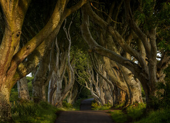 Poster - horizontal low-key landscape view of the iconic The Dark Hedges in Northern Ireland